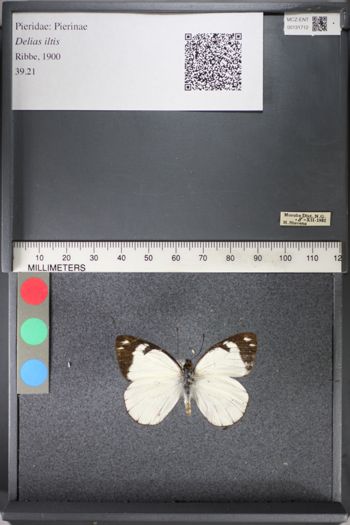 Media type: image;   Entomology 131712